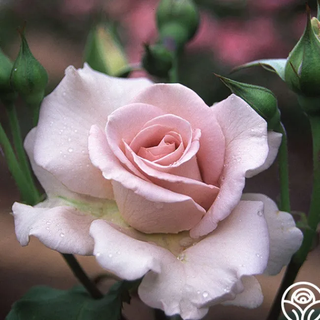Stainless Steel™>Heirloom Roses New