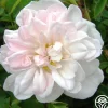 Stanwell Perpetual>Heirloom Roses Clearance