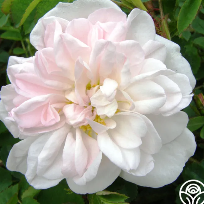 Stanwell Perpetual>Heirloom Roses Clearance