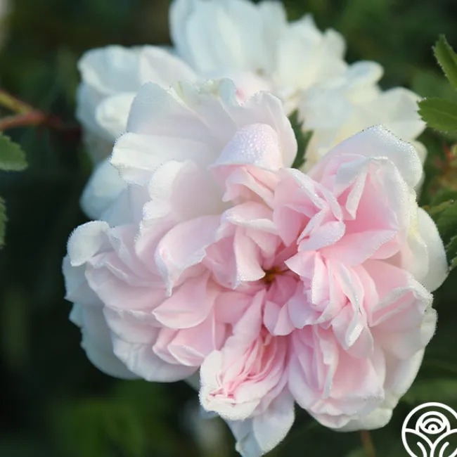 Stanwell Perpetual>Heirloom Roses Clearance