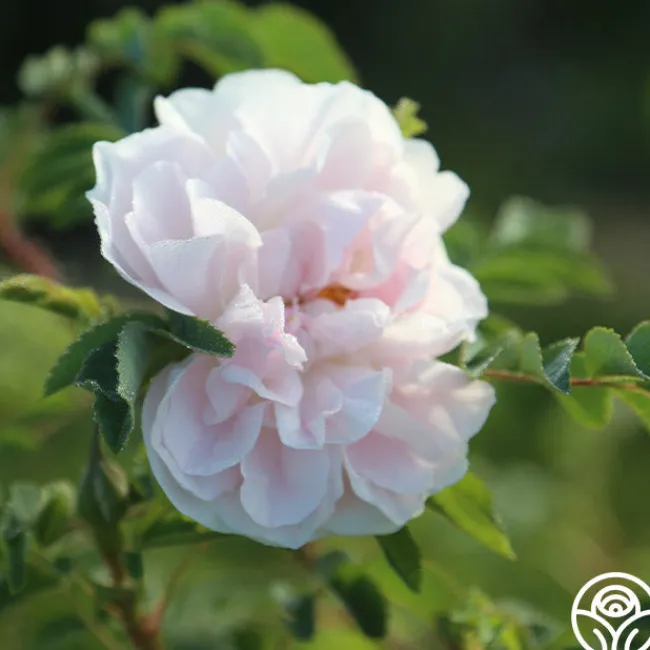 Stanwell Perpetual>Heirloom Roses Clearance