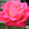 Star Of The Nile™>Heirloom Roses Discount