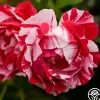Stars 'n' Stripes Forever™>Heirloom Roses Sale