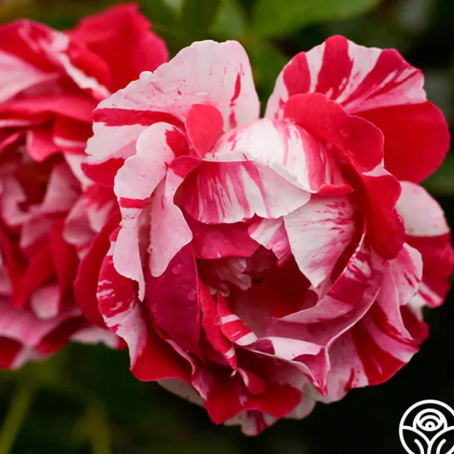 Stars 'n' Stripes Forever™>Heirloom Roses Sale