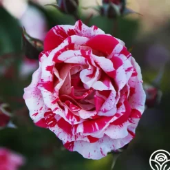 Stars 'n' Stripes Forever™>Heirloom Roses Sale