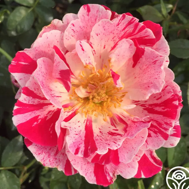 Stars 'n' Stripes Forever™>Heirloom Roses Sale