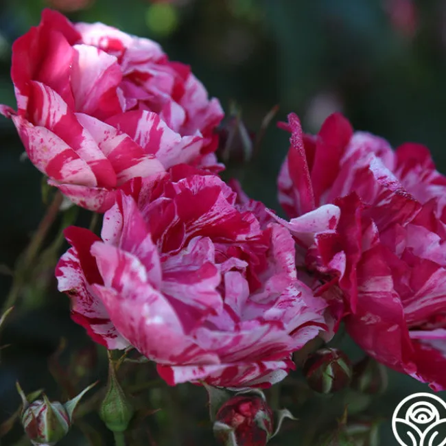 Stars 'n' Stripes Forever™>Heirloom Roses Sale