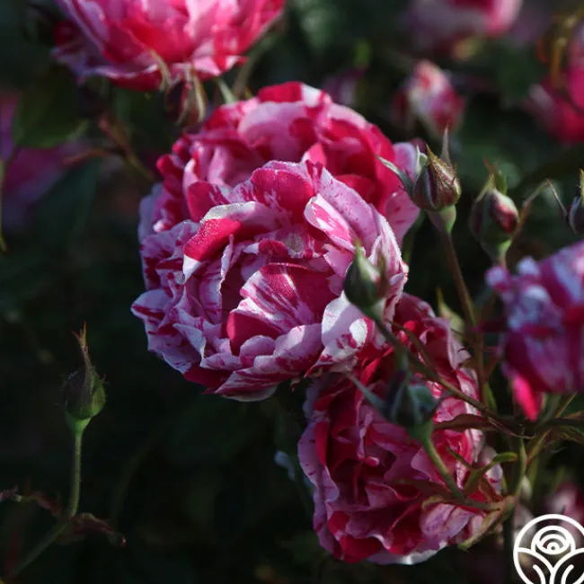 Stars 'n' Stripes Forever™>Heirloom Roses Sale