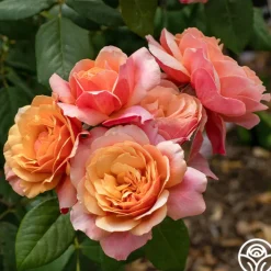 State of Grace™>Heirloom Roses New