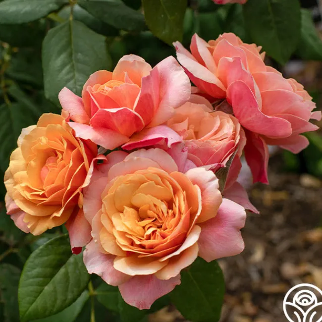 State of Grace™>Heirloom Roses New