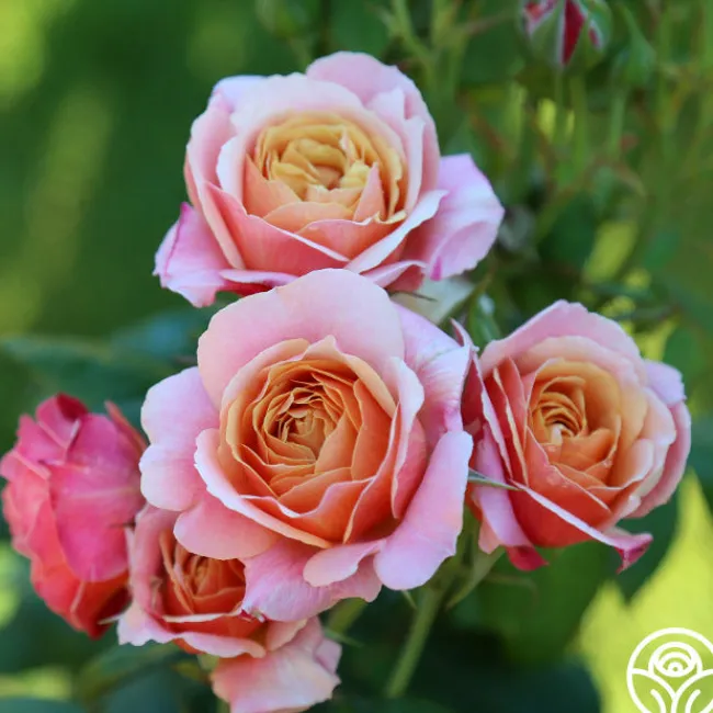 State of Grace™>Heirloom Roses New