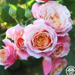 State of Grace™><noscript><img width=