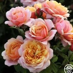 State of Grace™><noscript><img width=