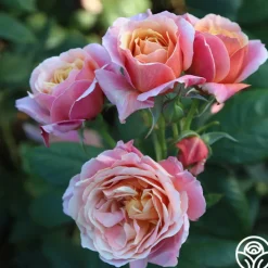 State of Grace™><noscript><img width=