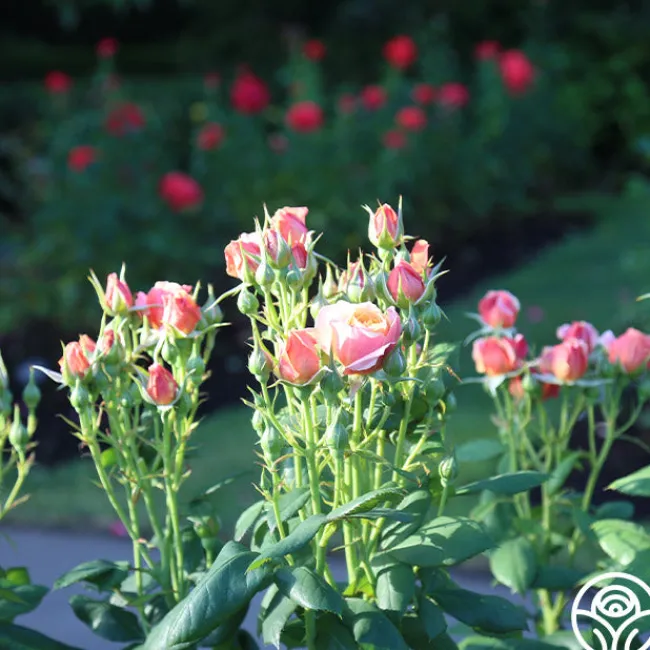 State of Grace™>Heirloom Roses New