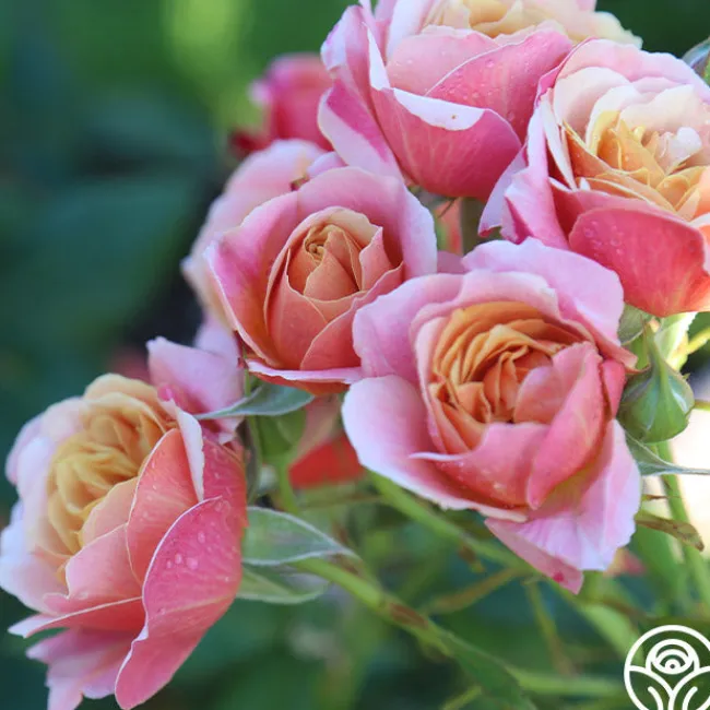 State of Grace™>Heirloom Roses New