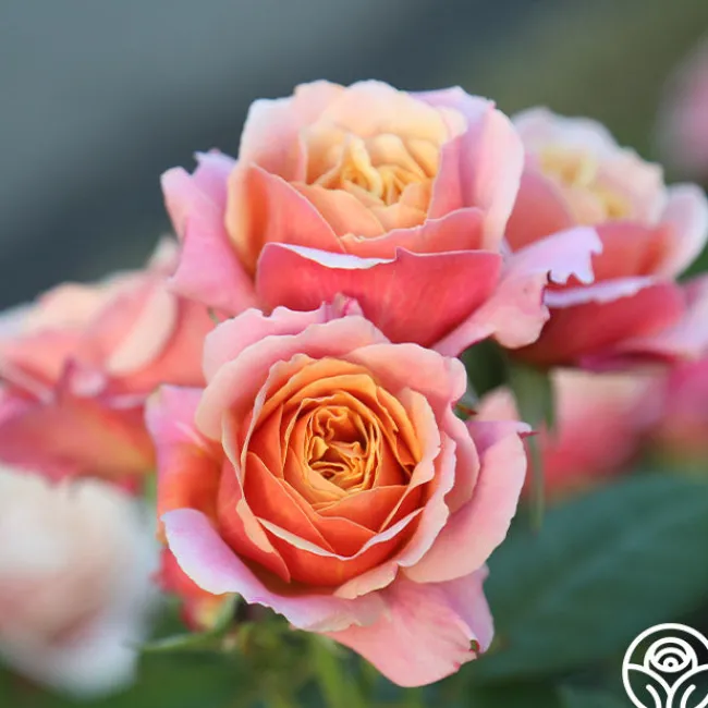 State of Grace™>Heirloom Roses New