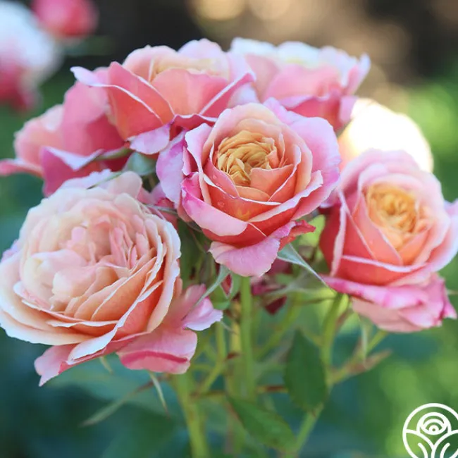 State of Grace™>Heirloom Roses New