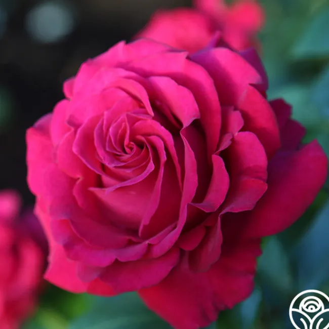Stiletto™>Heirloom Roses