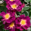 Stormy Weather™>Heirloom Roses Online