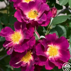 Stormy Weather™>Heirloom Roses Online