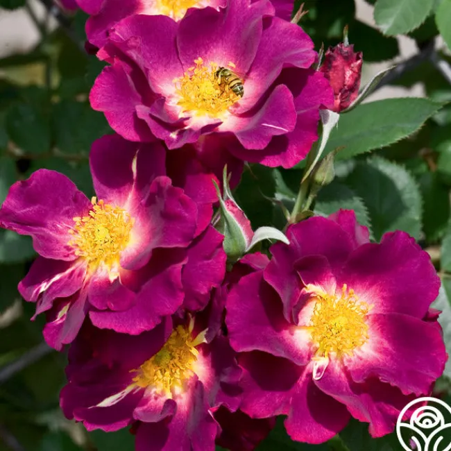 Stormy Weather™>Heirloom Roses Online