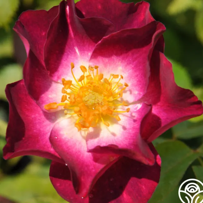Stormy Weather™>Heirloom Roses Online