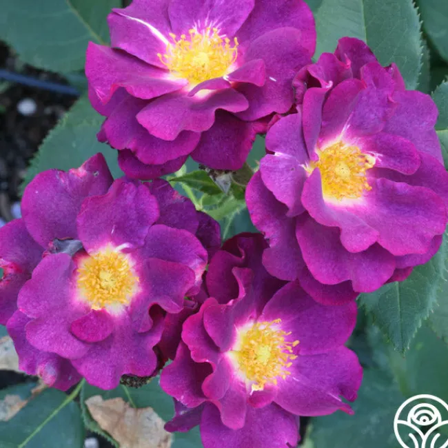 Stormy Weather™>Heirloom Roses Online