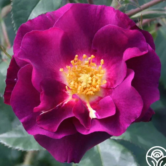 Stormy Weather™>Heirloom Roses Online