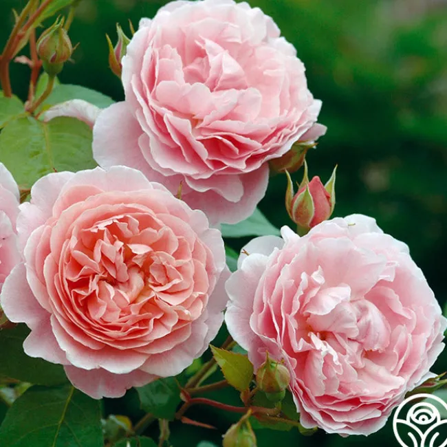 Strawberry Hill®>Heirloom Roses Online