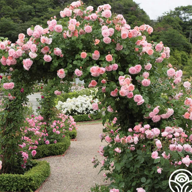 Strawberry Hill®>Heirloom Roses Online