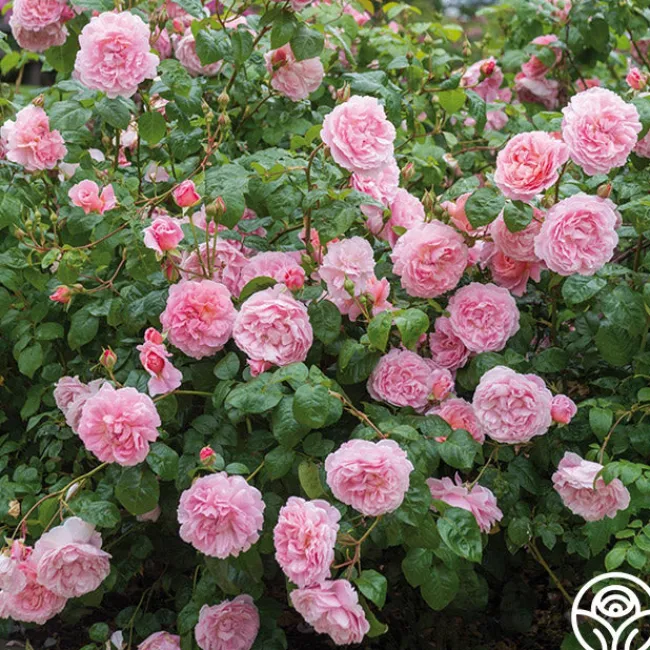 Strawberry Hill®>Heirloom Roses Online
