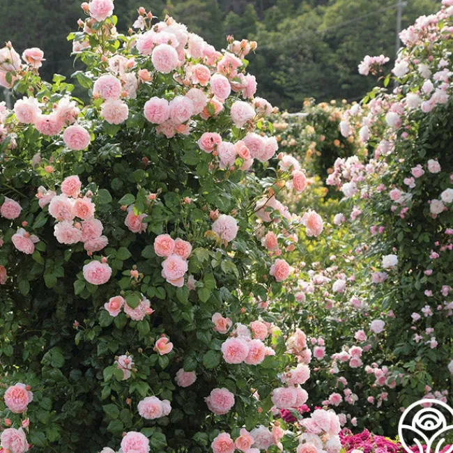 Strawberry Hill®>Heirloom Roses Online