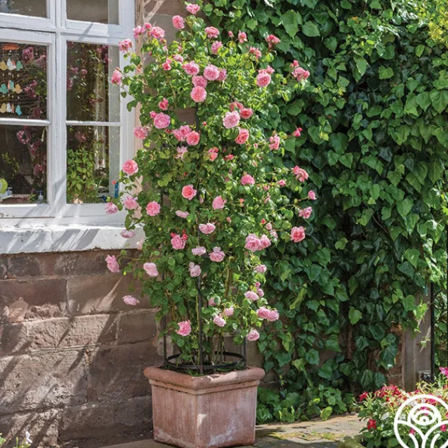 Strawberry Hill®>Heirloom Roses Online