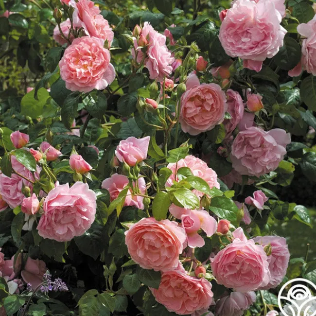 Strawberry Hill®>Heirloom Roses Online