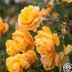 Strike It Rich™>Heirloom Roses Clearance
