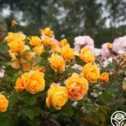 Strike It Rich™>Heirloom Roses Clearance