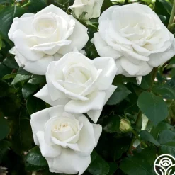 Sugar Moon>Heirloom Roses Best