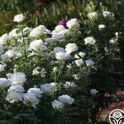 Sugar Moon>Heirloom Roses Best