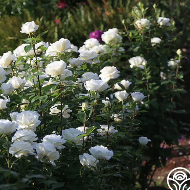 Sugar Moon>Heirloom Roses Best