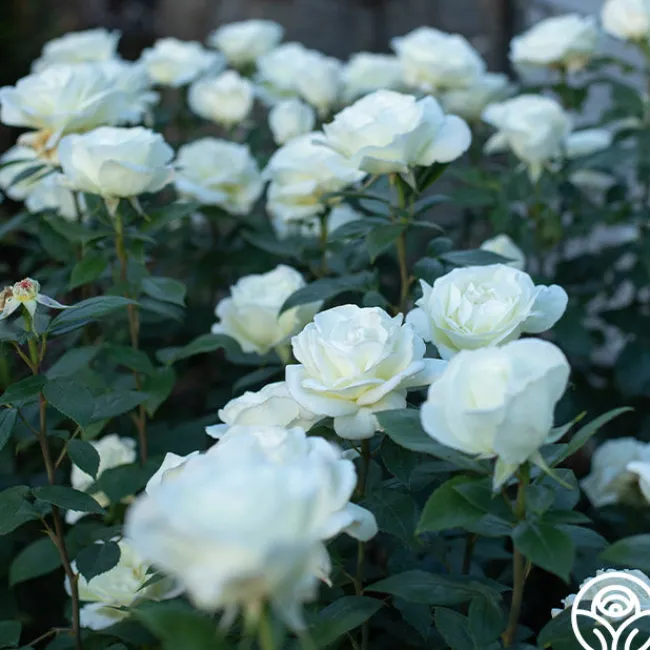 Sugar Moon>Heirloom Roses Best