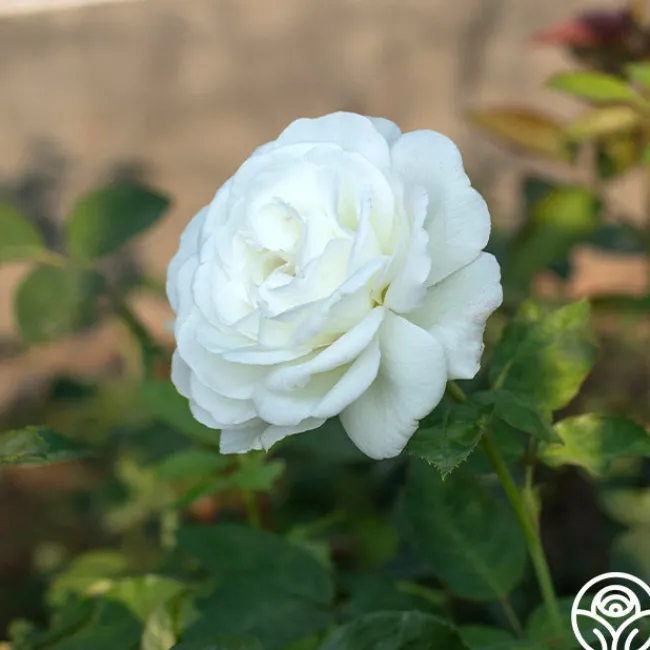 Sugar Moon>Heirloom Roses Best