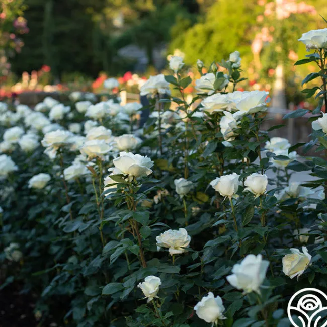 Sugar Moon>Heirloom Roses Best