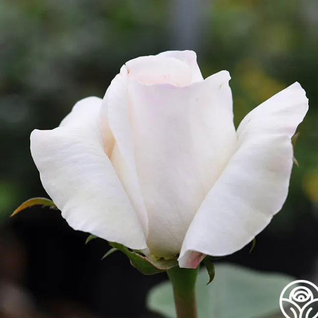 Sugar Moon>Heirloom Roses Best