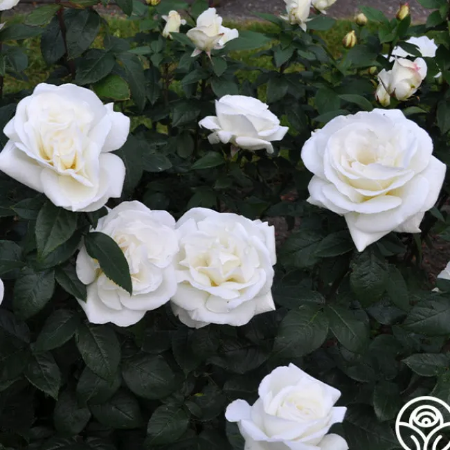 Sugar Moon>Heirloom Roses Best