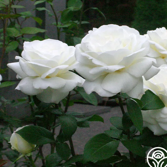 Sugar Moon>Heirloom Roses Best