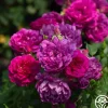 Sultry Night™>Heirloom Roses New