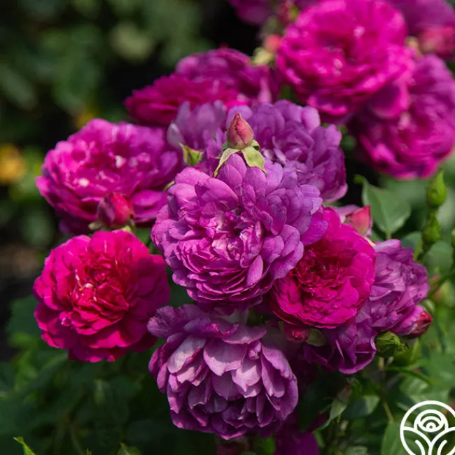 Sultry Night™>Heirloom Roses New