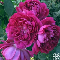 Sultry Night™>Heirloom Roses New
