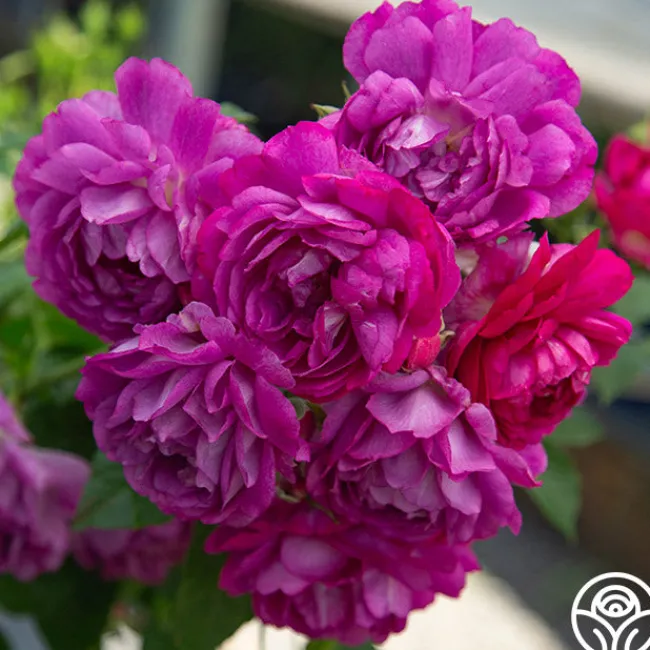 Sultry Night™>Heirloom Roses New